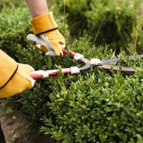 usługi ogrodnicze Ząbkowice Śląskie